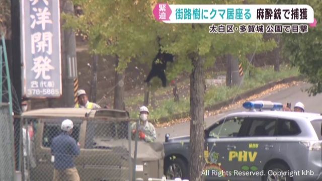麻酔銃でクマ捕獲 決定的瞬間をカメラが捉える! 仙台の街路樹に5時間居座る