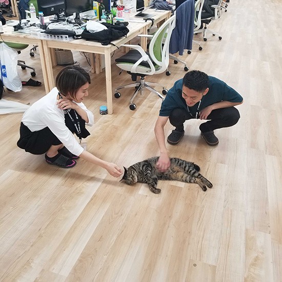 猫を介して社員同士の会話も生まれる(みんなのマーケット提供)