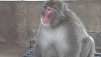小豆島の「お猿の国」で新しいボス猿が誕生 その名も「24代目団十郎」 香川・土庄町