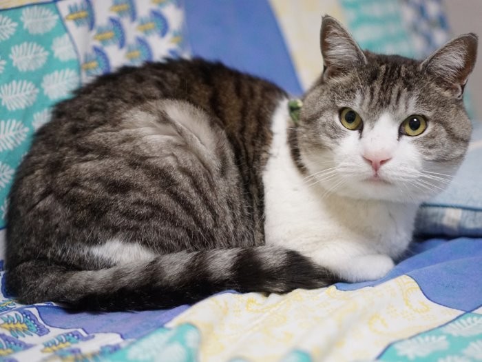 それが今はこんなにふっくらフサフサ&ぴっかぴか