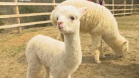 くりくりふわふわ~♡ドイツの森でアルパカの赤ちゃん誕生 岡山・赤磐市