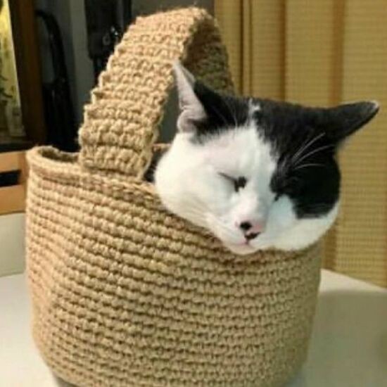 どんが入っているのは手編みの人用のバッグ(えり子さん提供)