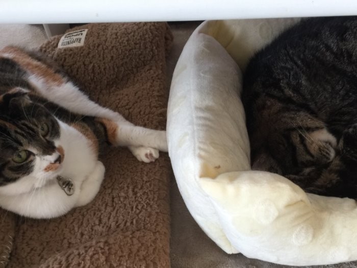 昼寝するニャロミに寄り添う同居猫たれちゃん