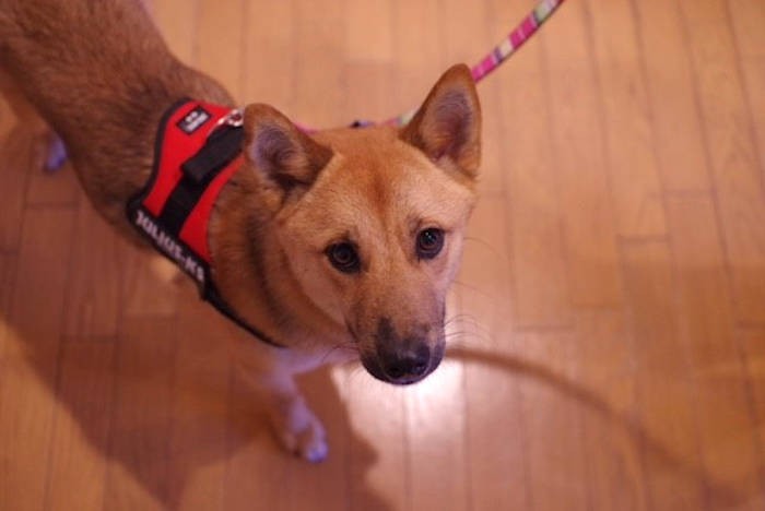 家に来た初期のころ。まだ子犬っぽさが残っています