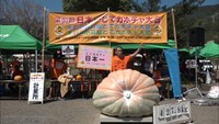 カボチャの大きさ日本一を決める大会 優勝は長野で育った427.8キロ!香川・小豆島
