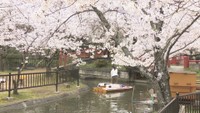 【今が見頃】赤い橋とピンクの桜のコラボが楽しめる 三豊市・朝日山森林公園