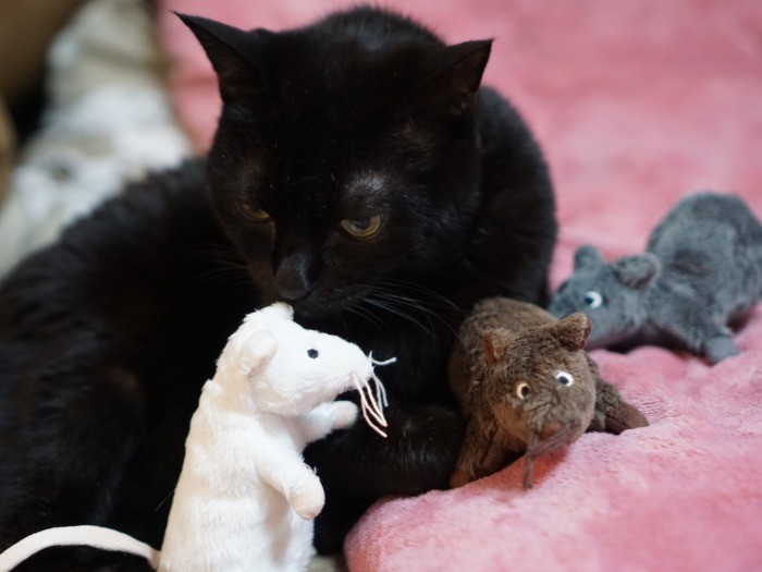 イヌオも”新しい友達”に興味津々