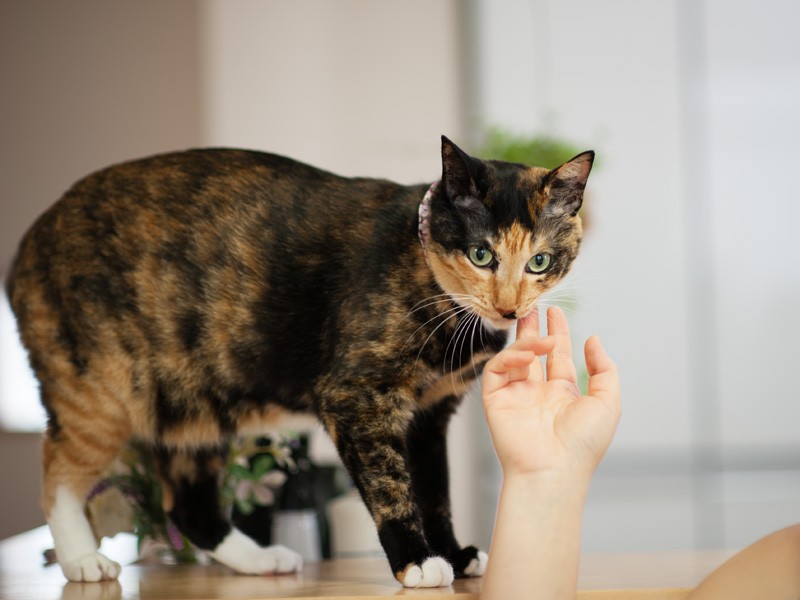 「お母さん、長野のおじいさんが作ったハチミツなめたでしょ」(小林写函撮影)