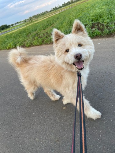 ニッコリお散歩中。ポジティブに今を生きる犬の前向きさは人を元気にさせます