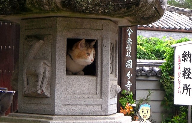 寺の灯籠の中でくつろぐ寺猫のムーンちゃん=2021年6月、高松市の80番札所・国分寺、木下広大撮影