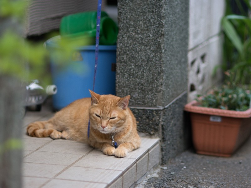 「僕はトラっていうんだ。このおじさんまた僕を撮るらしい」(小林写函撮影)