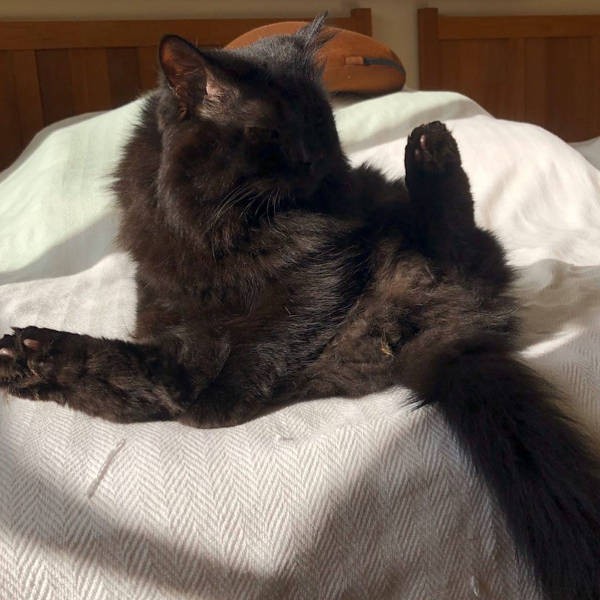 どこが顔なのか何なのか分かる?