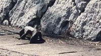 小豆島で目撃の大型トカゲ 一夜明けても見つからず 警察は登校時に学校周辺をパトロール 香川