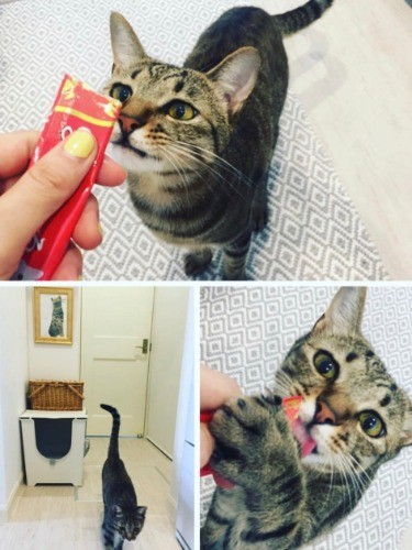 保護当時、子猫時代のくまくん