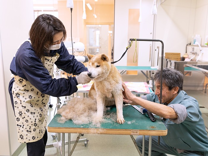 グルーミング室では、シャンプー前に犬のブラッシングが行われていた