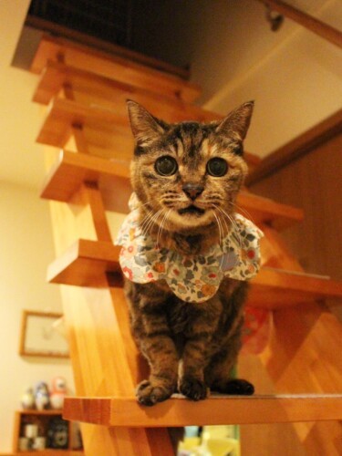 今は階段に滑り止めを付けるなど気をつけている(maiさん提供)