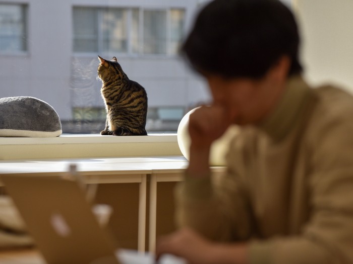 考える社員、たそがれる猫(小林郁人撮影)