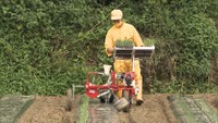 岡山県特産の「黄ニラ」 作業時間短縮へ、機械を使った苗の植え付け 岡山市