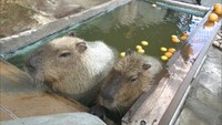 21日は「冬至」 カピバラ夫婦もゆず湯楽しむ 香川・丸亀市