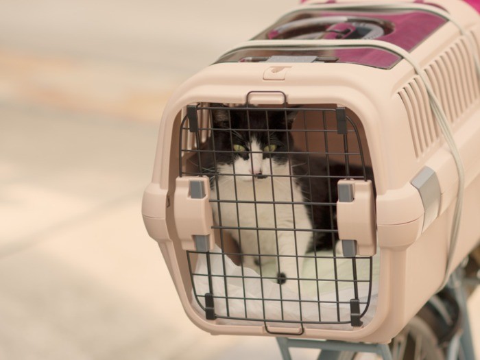 いざ動物病院へ。(小林写函撮影)