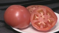 なぜ今は高い?おいしいものを見分けるには? トマトにまつわる疑問【みんなのハテナ】