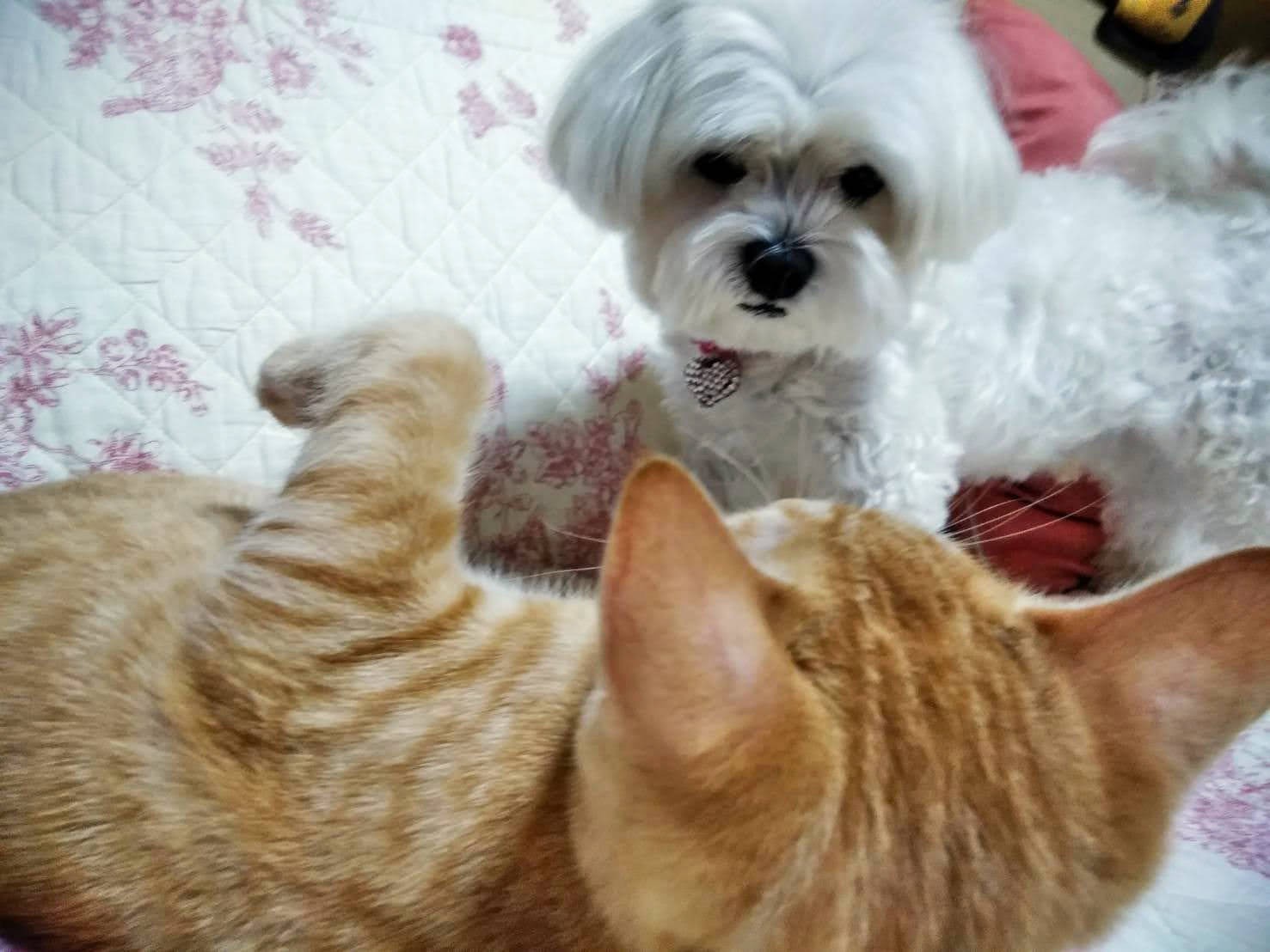 5月で4歳になるハナコちゃん。先輩・太一くんは6歳年上だ