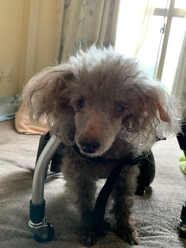 具合が悪くても運動が大好きだったので、圭さんが購入した歩行器を使って動き回っていたれなちゃん。体重も減り徐々に歩行器を動かすのがむずかしくなっていった(圭さん提供)