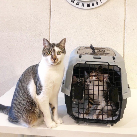 子猫たちをケージに入れて譲渡先に託す日。左は我が家の保護猫フィーユ