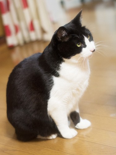 「出かけるときは、マスクをしようね」(小林写函撮影)