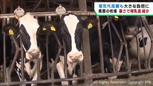 暑さで乳牛の搾乳量が減少 電気代や飼料の高騰で厳しい酪農