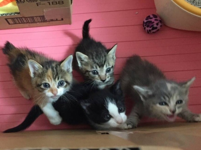 2年前に魚屋さんの屋根が崩落してきょうだいで保護された