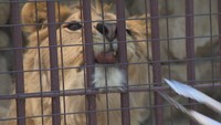 岡山・池田動物園がライオン「チャーリー」のごちそうタイムをライブ配信! 休園中も動物の“今”を届ける