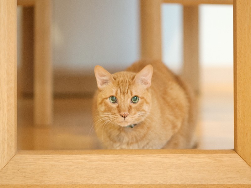 「僕は天然木とマッチするウッディー系なんだ」(小林写函撮影)