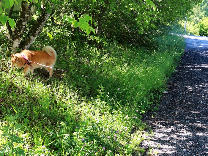 標高1400mくらいなので涼しい