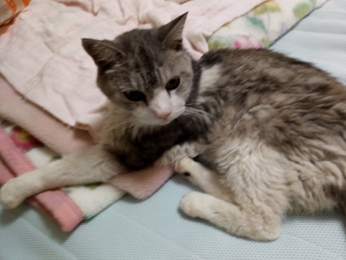 昨秋はじめて家に来た時、まだ痩せていた