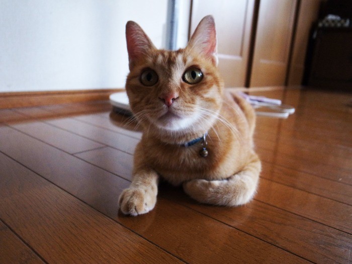 とってもハンサムなライトくん