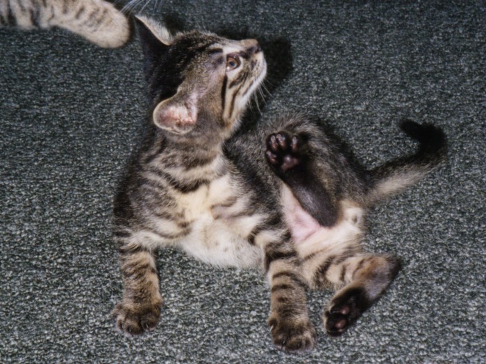 「かいかい」も様になってきたね