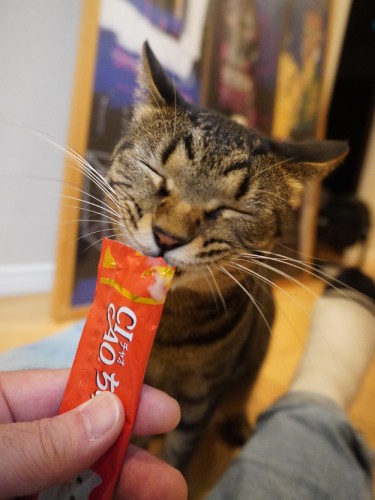 2021年秋。Shinoさんが出かける時さみしがるので、おやつを食べさせてる間に出かけるか、留守番後のご褒美のどちらかで「一日一本のお楽しみ」。このうれしそうなお顔!とにかく幸せなムギちゃんです(Shingo Suzukiさん提供)