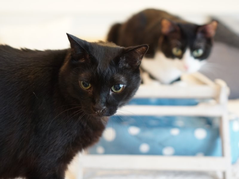 ライフボートよりtekoさんが譲り受けた空介(11歳)