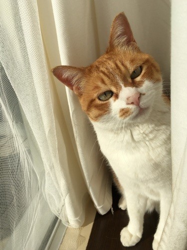 日当たりを追って移動。「日光浴後の被毛のにおいがたまりません」とYさん(Yさん提供)