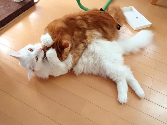 「やるか-、このー」 トヨとライがケンカをしていると次男のハル君が仲裁に入る