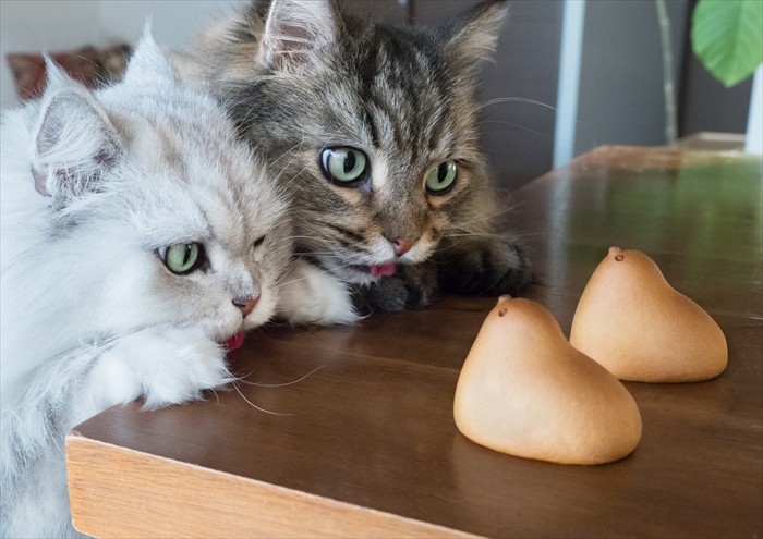 おでんカルテットと飯闘呼組 MARCOさんちの猫(MARCO撮影、「猫にひろわれた話」より、辰巳出版提供)