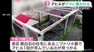 仙台・泉区の住宅街でアヒルがクマに襲われる 宮城・栗原市でクマに襲われた女性が死亡してから1週間