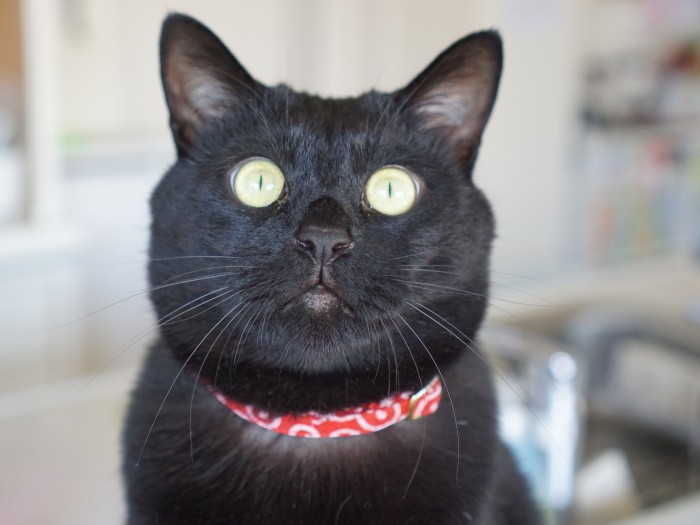 福々しく温和な猫に育ったミー吉