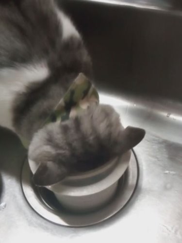 趣味ゴミ漁り(信之さん激写)でもキッチンは火とか刃とか危ないので今は禁止なのだ