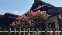 岡山後楽園で百日紅(サルスベリ)が見頃 100日咲く!?美しい夏の花 岡山