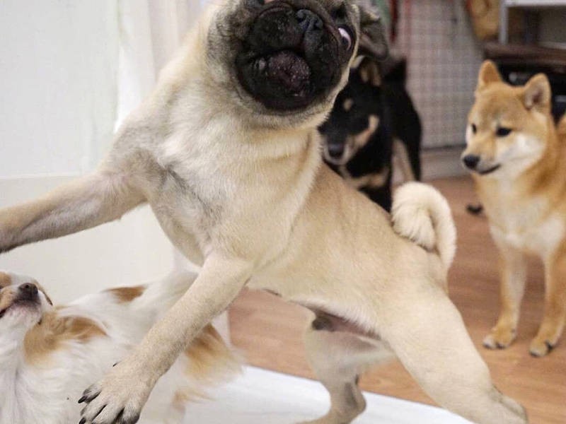 ピグくん、興奮のあまり白目(UG DOGS提供)