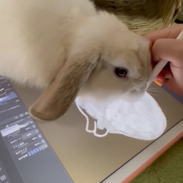 「さわってぇ…」おねだりするウサギと飼い主のかわいい“攻防”「どちらも譲れないものがあります」