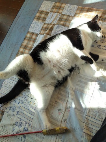 はっぴーと同じような立派なおなかに見えるけれど(ハヤテ君のパパ提供)