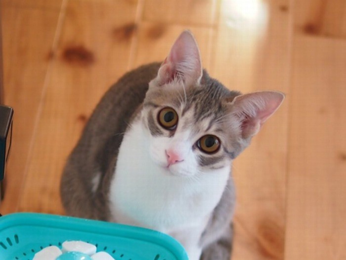 かわいい目で見つめるいちごちゃん